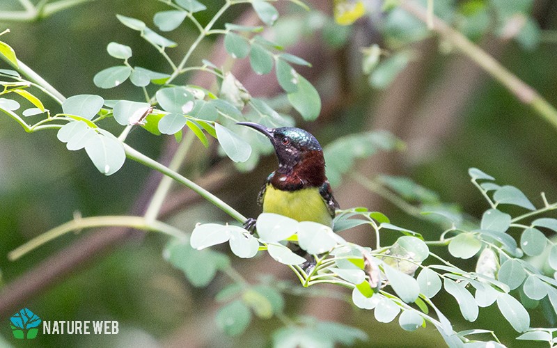 Purple-rumped Sunbird